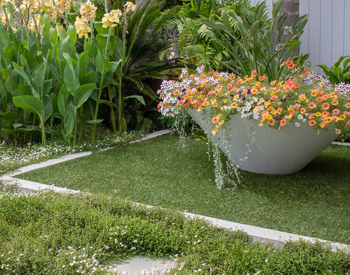 Herne Bay garden with feature pot and tropical plants.