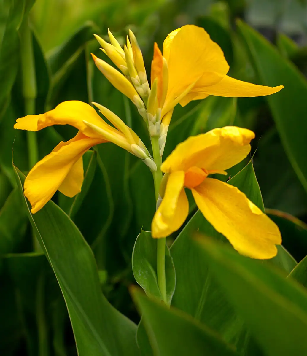 Herne Bay close-up of yellow Canna lily in full bloom, commonly used in Auckland garden designs.