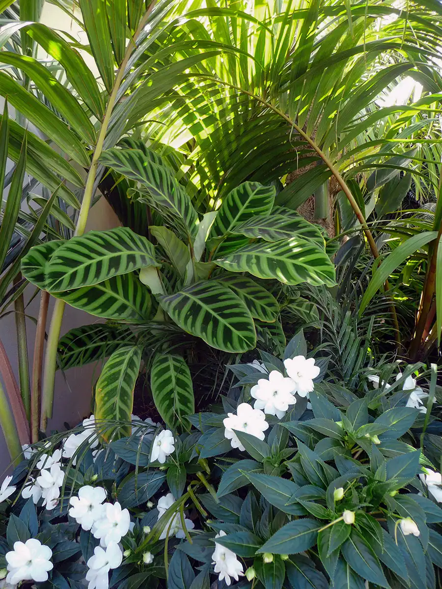 Shade loving tropical plants in Herne Bay by Flourish Garden Concepts
