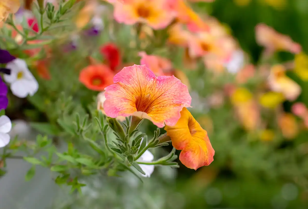 Closeup of Petunia flower in Herne Bay garden.