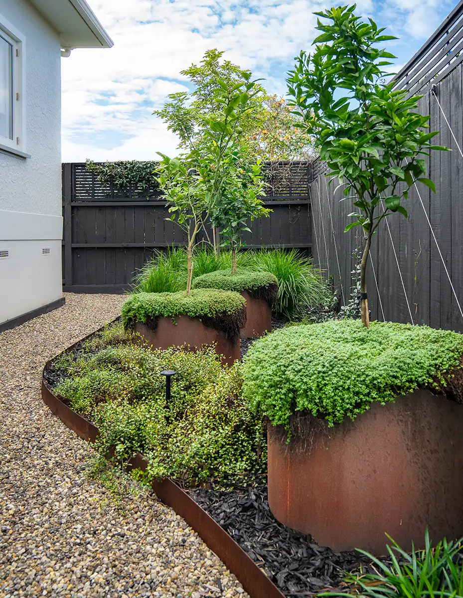 Milford side garden featuring Corten planters planted with dwarf fruit trees, thyme , surrounded by low groundcovers and a winding pebble path.