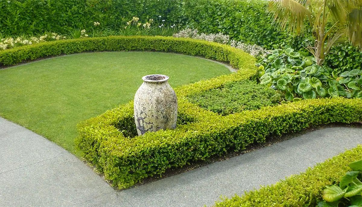 Formal garden beds with hedging, feature pot and structured planting design Mt Eden