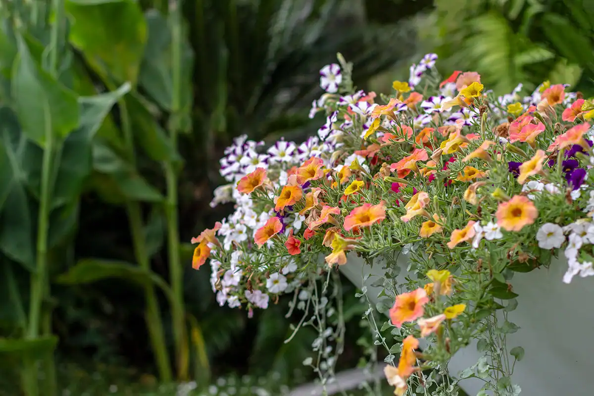 Herne Bay entrance garden flower closeup