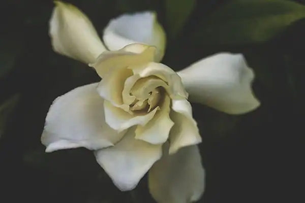 Garden Design Gardenia in flower