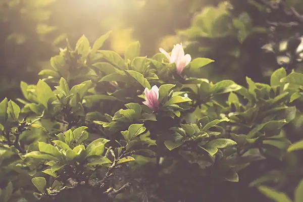 Garden Design Flowering Magnolia tree