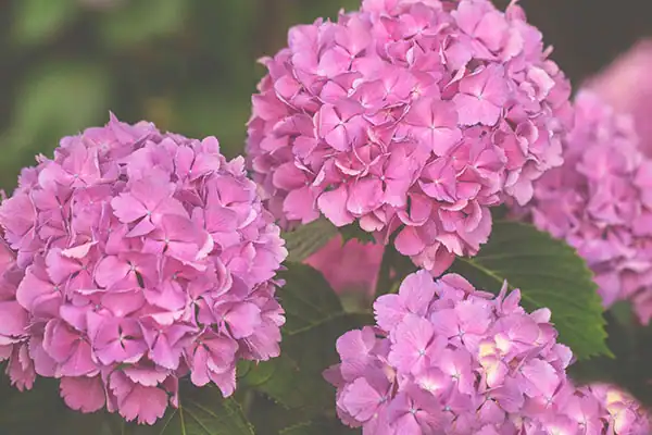 Garden design  with flowering Pink Hydrangea