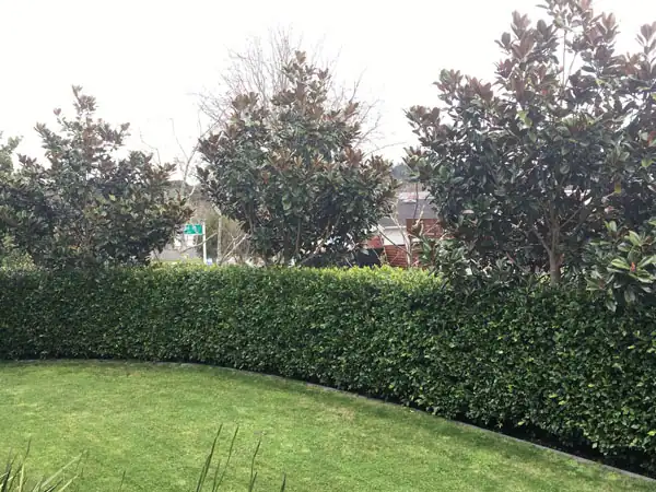 Magnolia shade tree for structured garden planting. Magnolia shade tree behind clipped hedge and lawn in a residential Auckland garden.