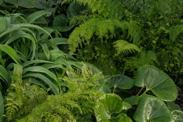 Lush Foliage Planting for Garden Texture Layered foliage brings texture, depth and a sense of lushness to the garden.