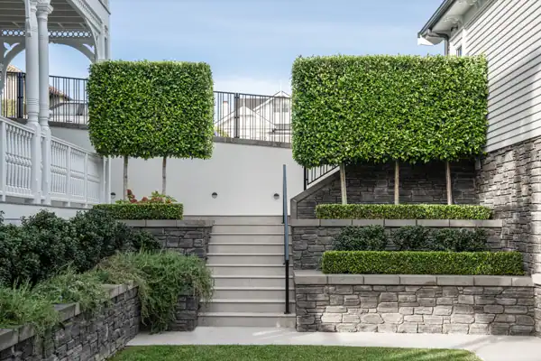 Formal Planting Framing Garden Steps Contemporary garden design with clipped topiary framing steps to a lower lawn