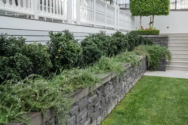 Villa Garden Planting and Stone Retaining Wall Layered planting and natural stone retaining wall complement the architecture of a heritage villa in Herne Bay, Auckland.